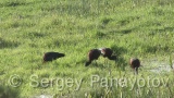 Video of Glossy Ibis - Glossy Ibis in spring lake of Bulgaria